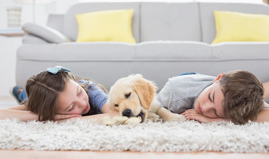 Pets impact your indoor air quality